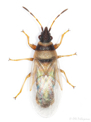 Oxycarenus pallens
