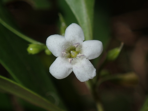 How to identify Myoporum boninense Koidz.