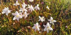 Cyanella alba alba