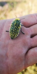 Julodis fascicularis