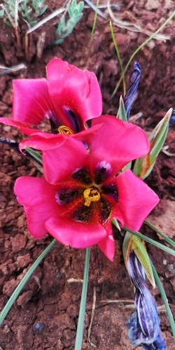 Romulea monadelpha