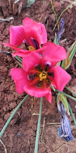 Romulea monadelpha