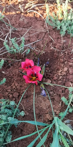 Romulea monadelpha