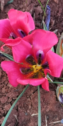 Romulea monadelpha