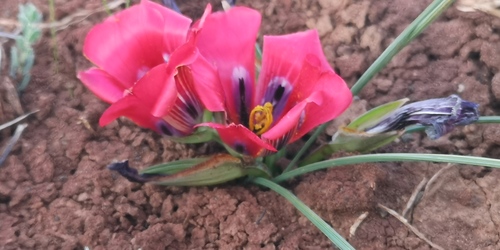Romulea monadelpha