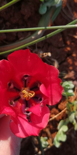 Romulea monadelpha
