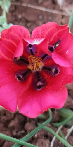 Romulea monadelpha