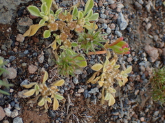 Ifloga spicata