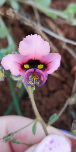 Alonsoa unilabiata (Alonsoa unilabiata)