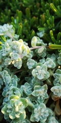 Lasiopogon