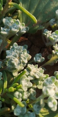 Lasiopogon