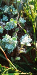 Lasiopogon