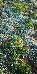 Lasiopogon