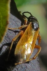 Epipompilus insularis