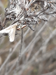 Opisthoncus abnormis