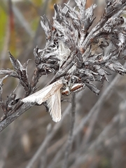 Opisthoncus abnormis