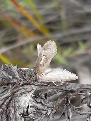 Opisthoncus abnormis