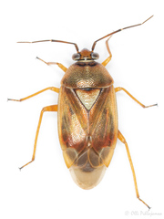 Orthops montanus