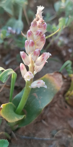 Lachenalia alba