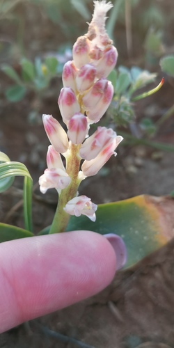Lachenalia alba