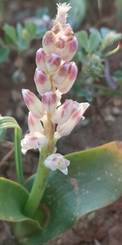 Lachenalia alba