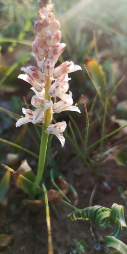 Lachenalia alba