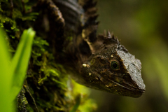 Dendragama boulengeri