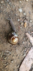 Victaphanta compacta