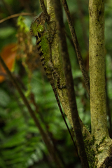 Dendragama boulengeri