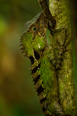 Dendragama boulengeri