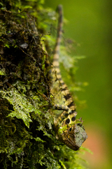Dendragama boulengeri