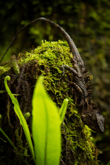 Dendragama boulengeri