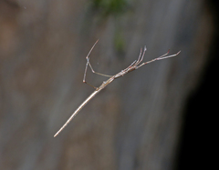 Ariamnes patersoniensis