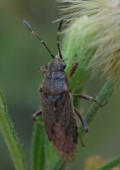 Rhypodes
