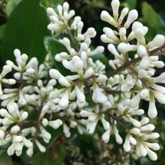 Osmanthus