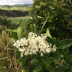Osmanthus