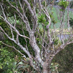 Osmanthus