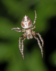 Socca pustulosa
