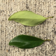 Osmanthus