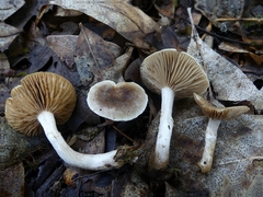 Meottomyces dissimulans