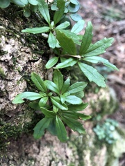 Lysionotus pauciflorus pauciflorus