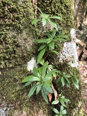 Lysionotus pauciflorus pauciflorus