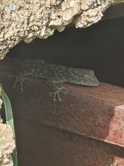 Ptyodactylus puiseuxi