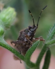 Rhypodes