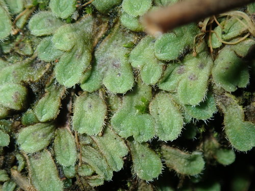 Image of Riccia asprella by (c) Thomas Mesaglio, some rights reserved (CC BY)