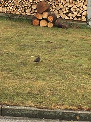 Turdus merula