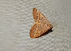 Mimoclystia pudicata