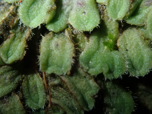 Image of Riccia asprella by (c) Thomas Mesaglio, some rights reserved (CC BY)