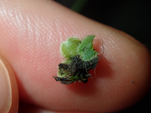 Image of Riccia asprella by (c) Thomas Mesaglio, some rights reserved (CC BY)