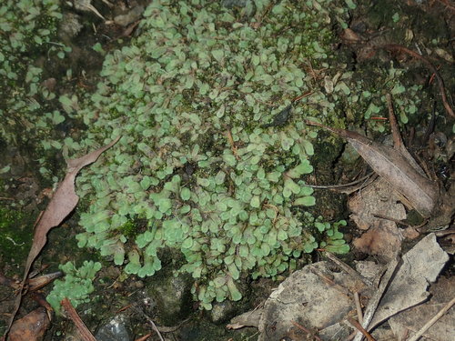 Image of Riccia asprella by (c) Thomas Mesaglio, some rights reserved (CC BY)